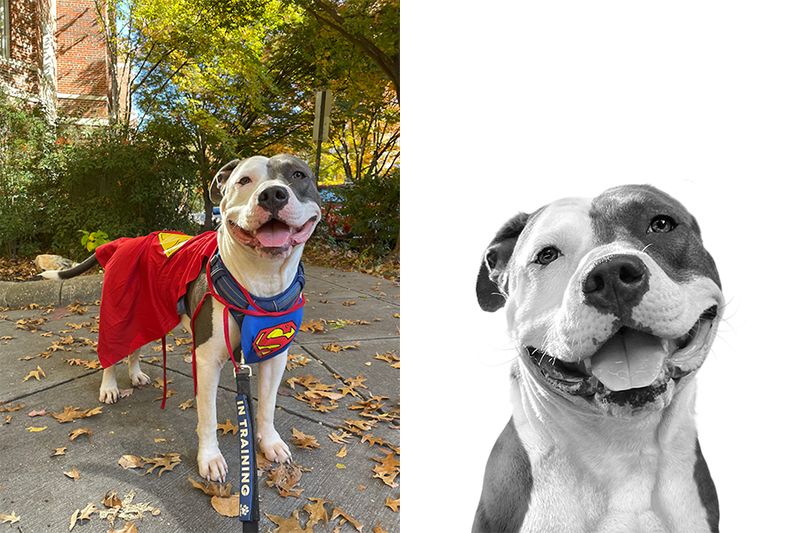 Custom pitbull portrait from photo