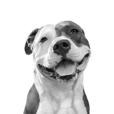 Custom pitbull portrait