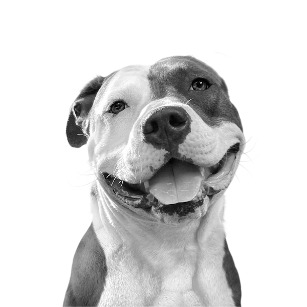 Pitbull portrait in Black & White style &mdash; custom pet portrait