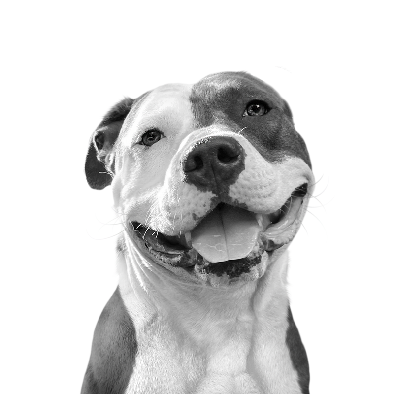 Custom pitbull portrait from photo