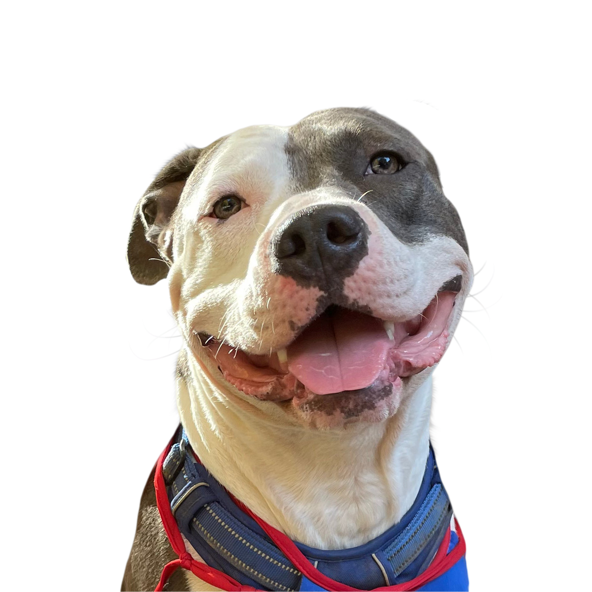 Pitbull portrait in Color