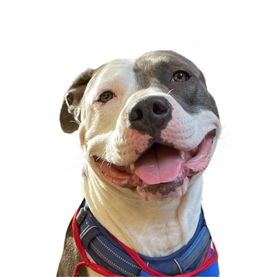 Color Portrait