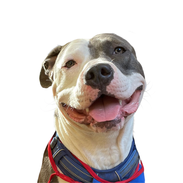 Pitbull portrait in Color style &mdash; custom pet portrait