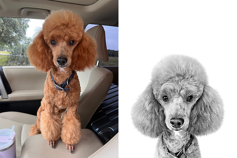 Custom poodle portrait from photo