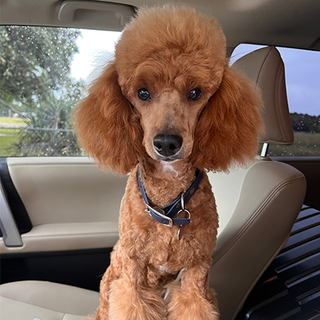 Original pet photo