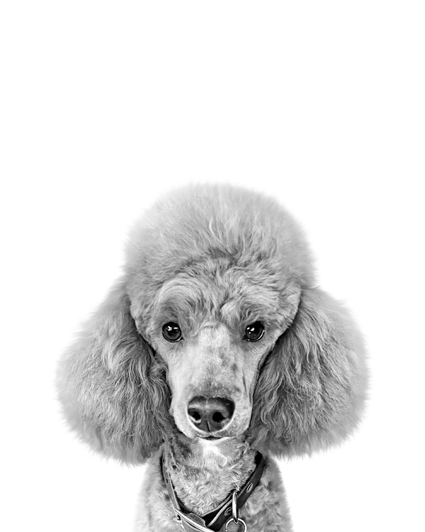 Poodle portrait in Black & White style &mdash; custom pet portrait