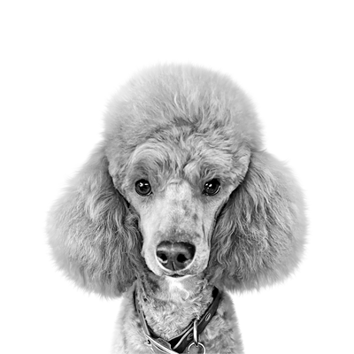 Custom poodle portrait