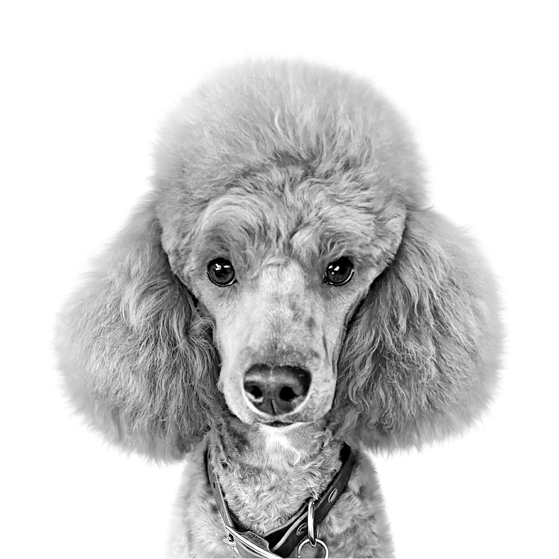 Custom poodle portrait from photo