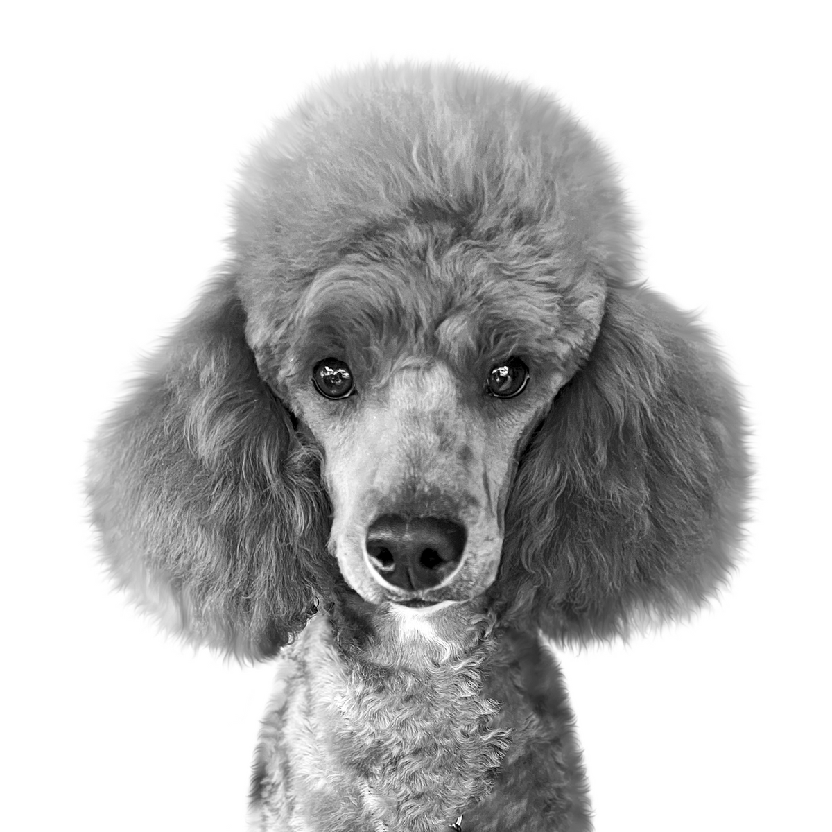 Custom poodle portrait from photo