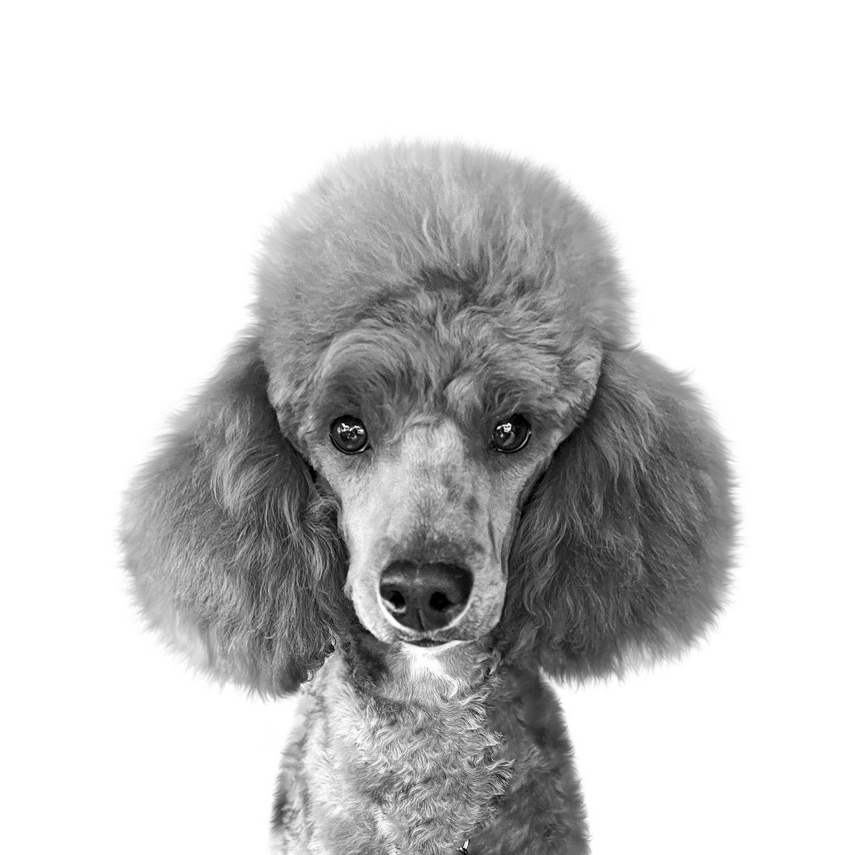 Poodle portrait in Black & White