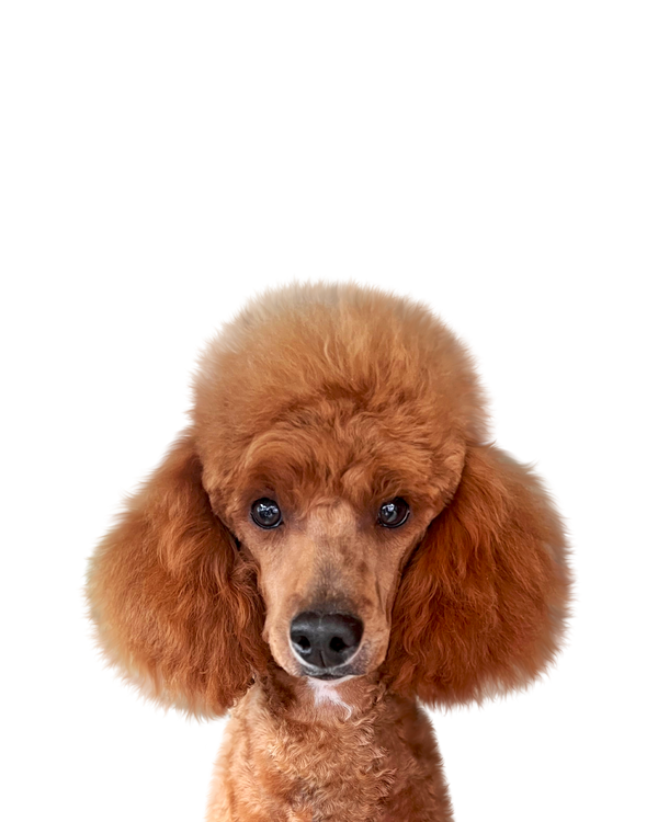 Poodle portrait in Color style &mdash; custom pet portrait
