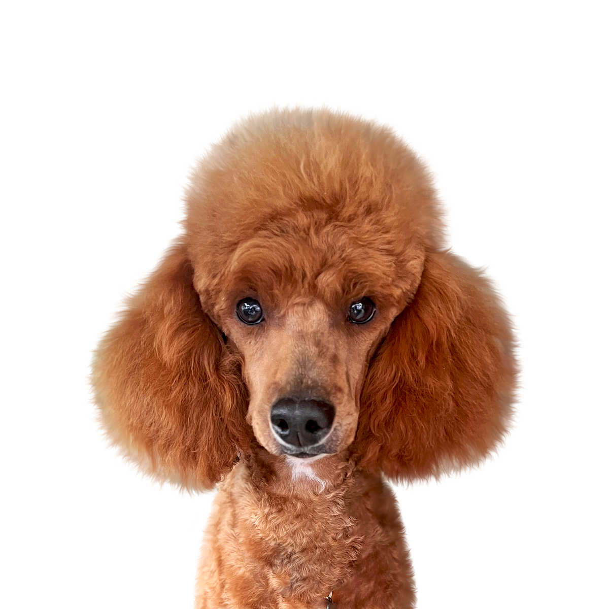 Poodle portrait in Color