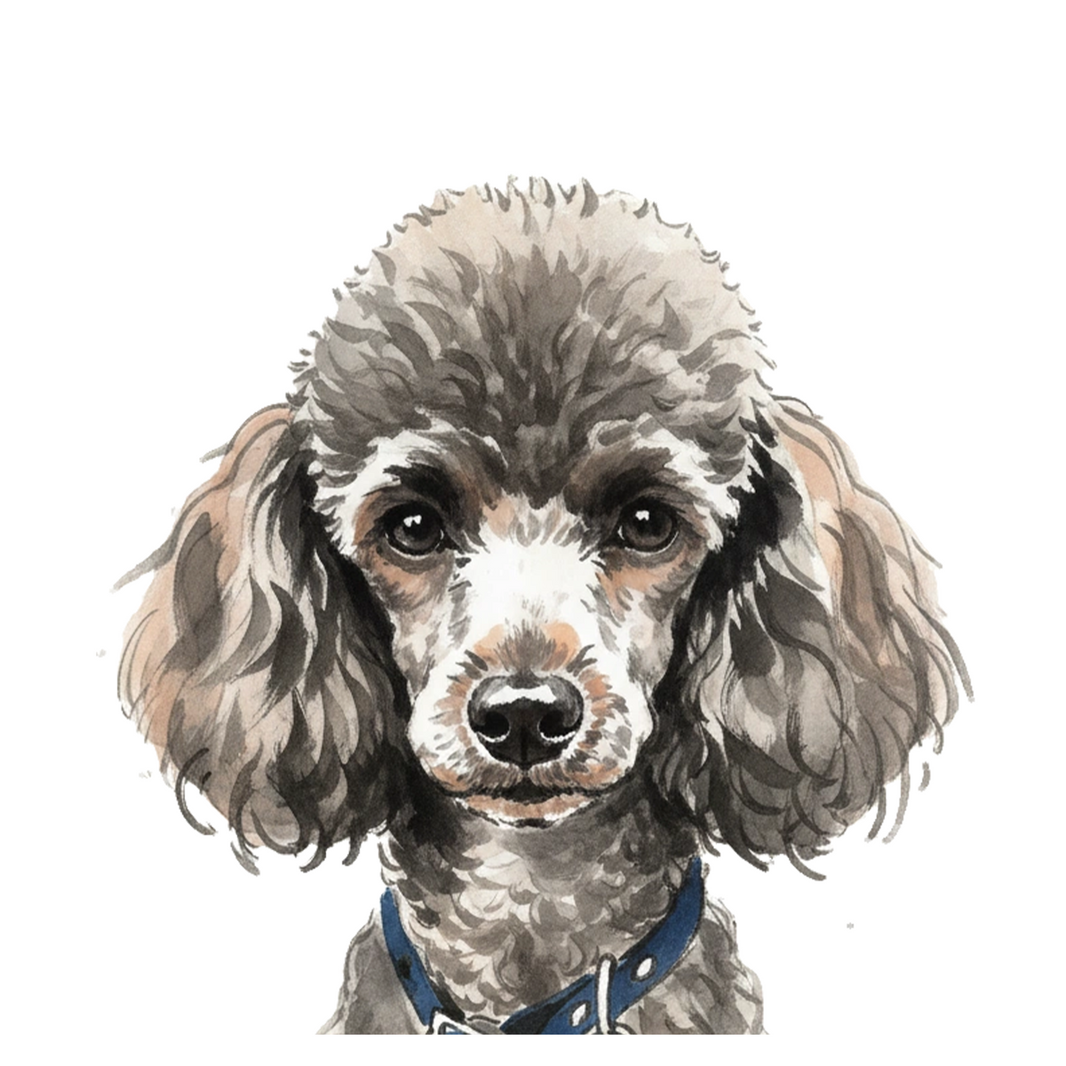 Poodle portrait in Ink Wash