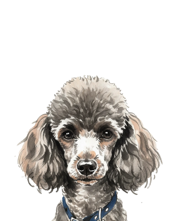 Poodle portrait in Ink Wash style &mdash; custom pet portrait