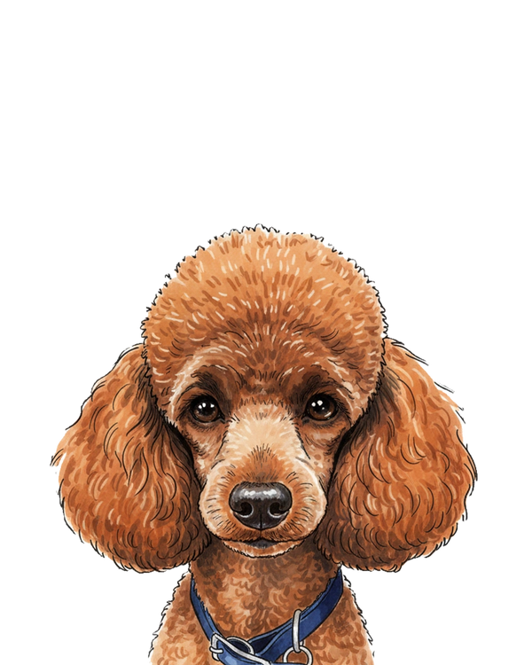 Poodle portrait in Marker style &mdash; custom pet portrait