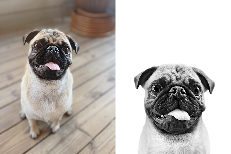 Custom pug portrait from photo