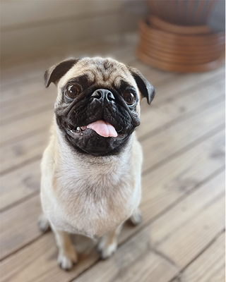 Original pet photo