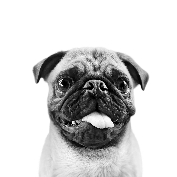 Pug portrait in Black & White style &mdash; custom pet portrait