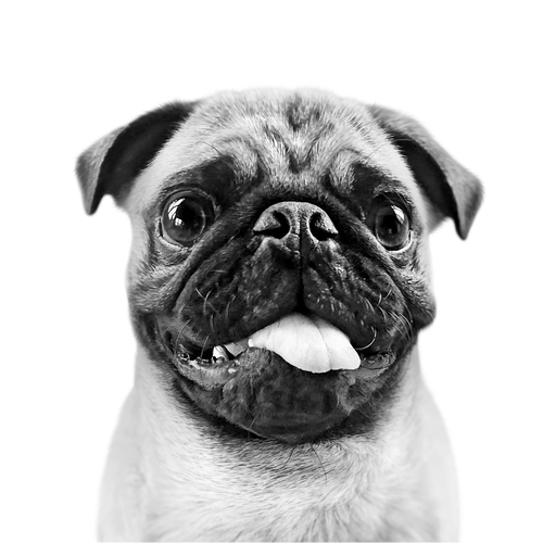 Black and white pet memorial portrait style