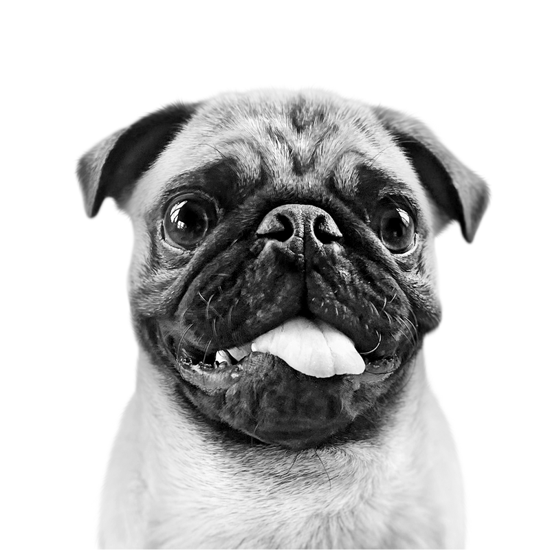 Custom pug portrait from photo