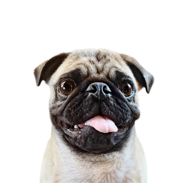 Pug portrait in Color style &mdash; custom pet portrait