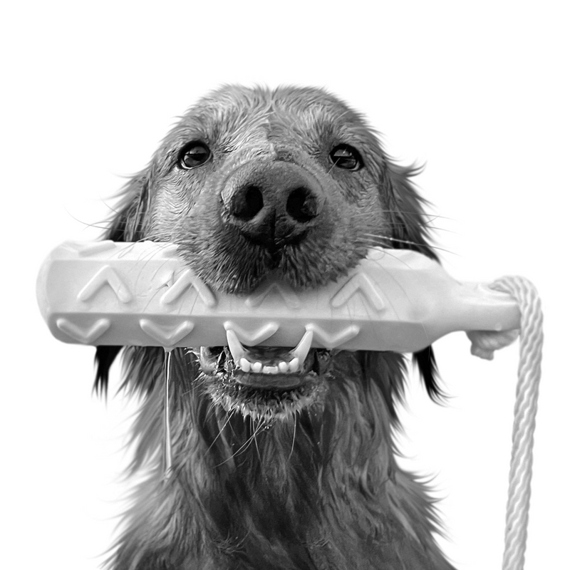 Custom golden retriever portrait from photo