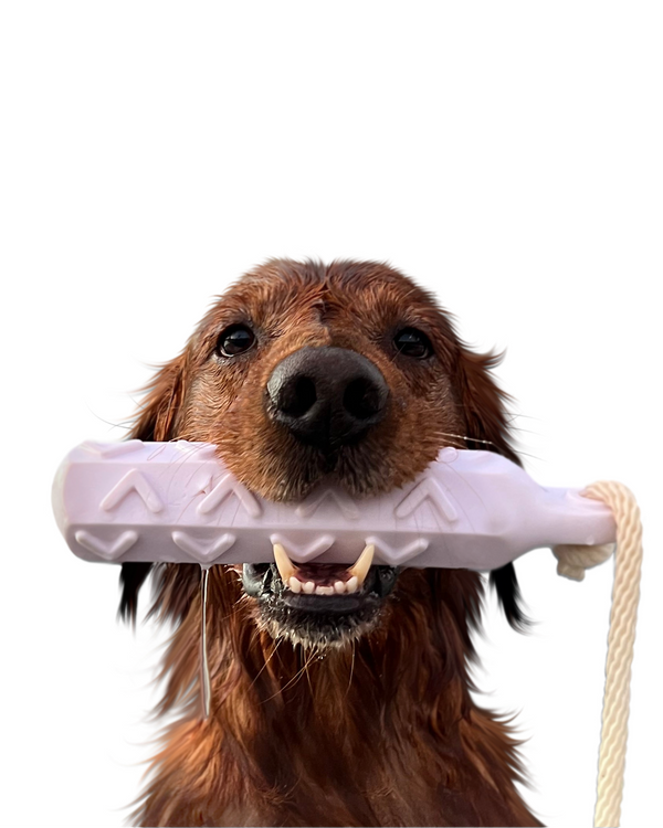Golden Retriever portrait in Color style &mdash; custom pet portrait