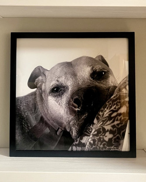 Memorial pet portrait in black frame