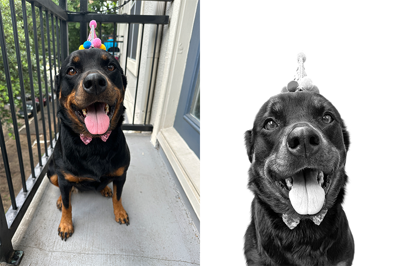 Custom rottweiler portrait from photo