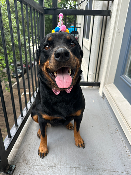 Original Rottweiler photo