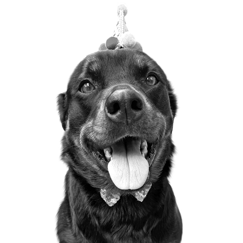 Custom rottweiler portrait from photo