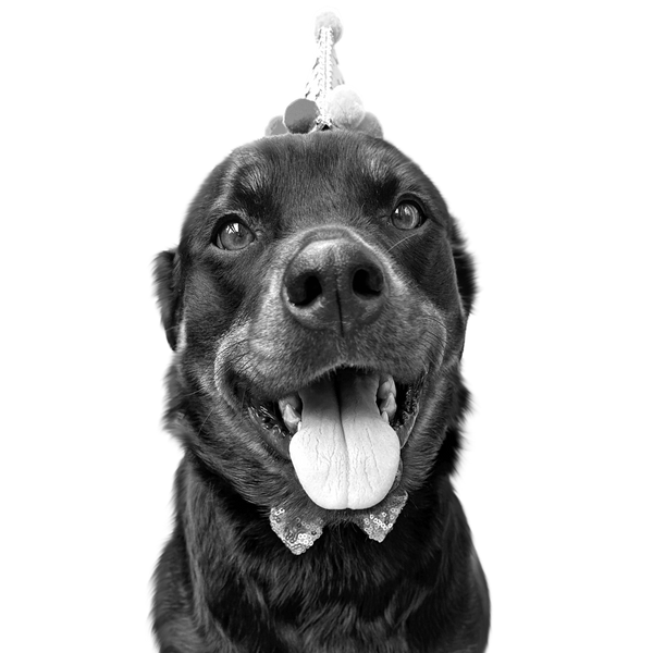 Rottweiler portrait in Black & White style &mdash; custom pet portrait