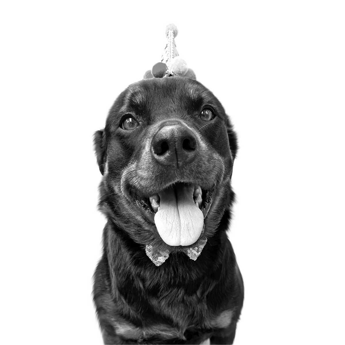 Custom rottweiler portrait from photo