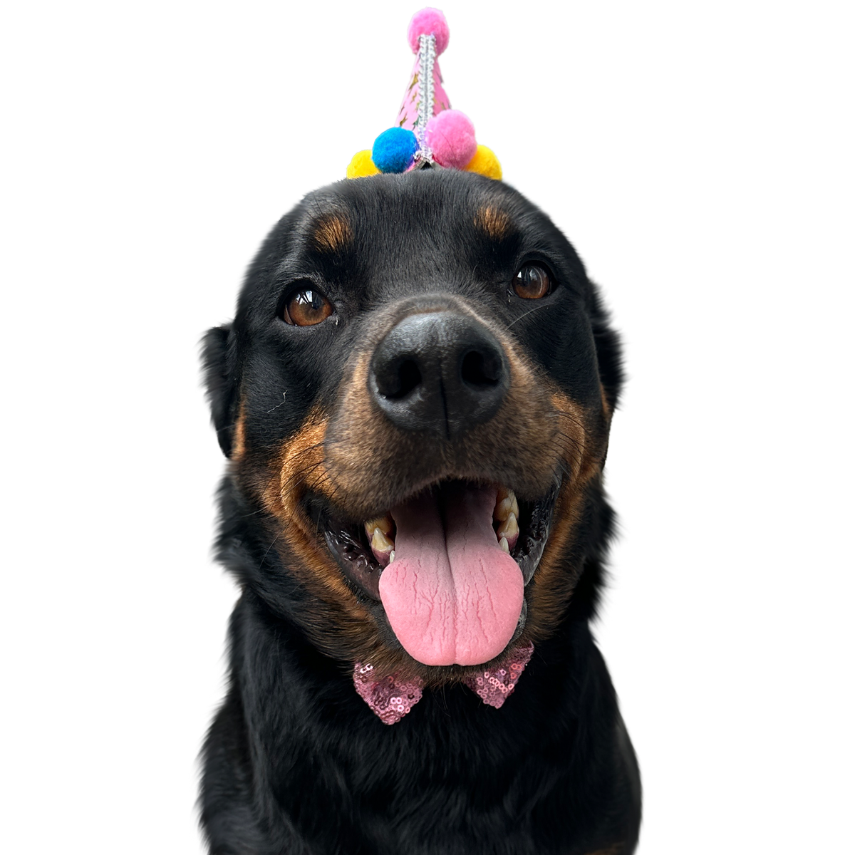Rottweiler portrait in Color