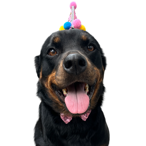 Rottweiler portrait in Color style &mdash; custom pet portrait