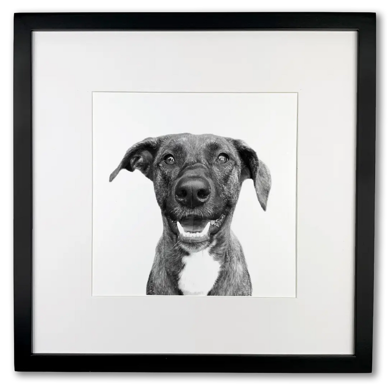 Framed pet portrait — black and white treatment