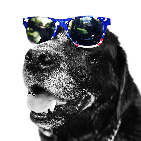 Pug photo transformed into a custom Perkie Print portrait