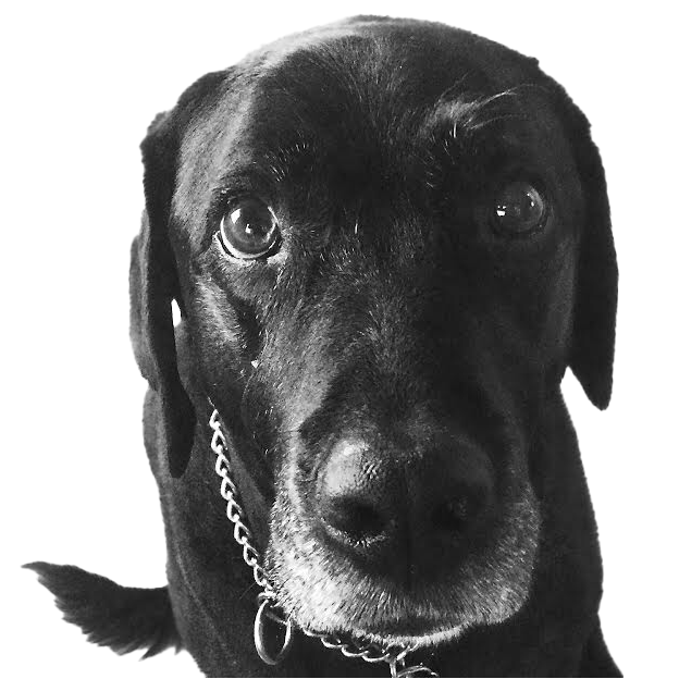 Custom pet memorial portrait in black frame on wall