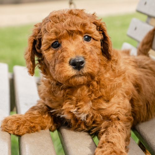 Sharp, clear golden retriever photo ideal for pet portraits