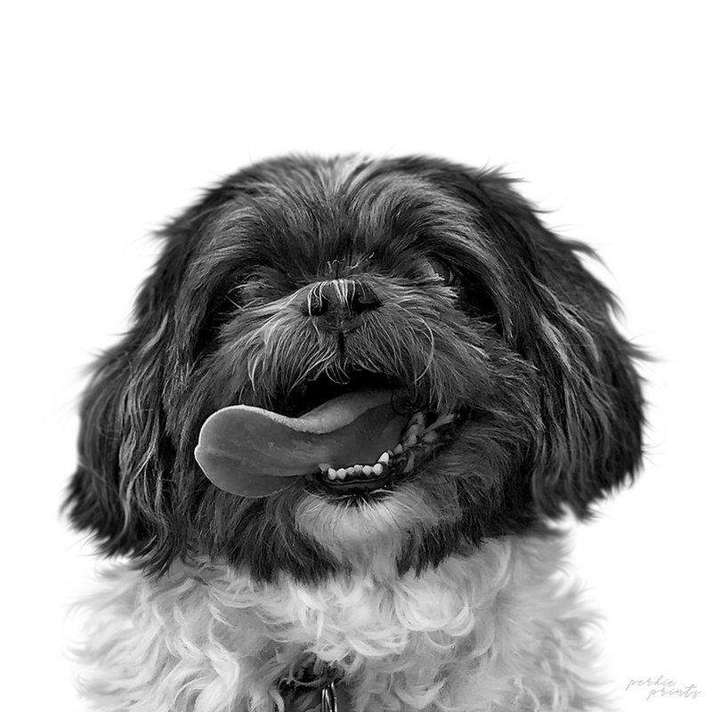 Custom black and white pet portrait from photo showing dramatic contrast and fine detail