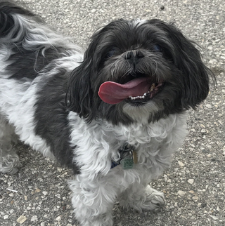 Original pet photo