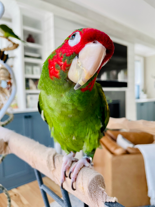Original pet photo
