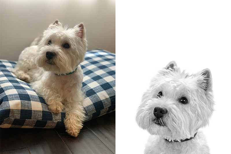 Custom Westie portrait from photo - West Highland White Terrier