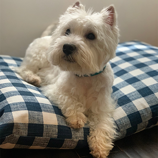 Original pet photo