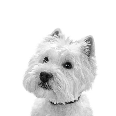 Custom Westie portrait