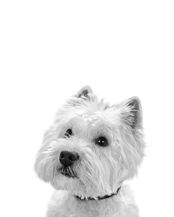 Westie portrait in Black & White style &mdash; custom pet portrait