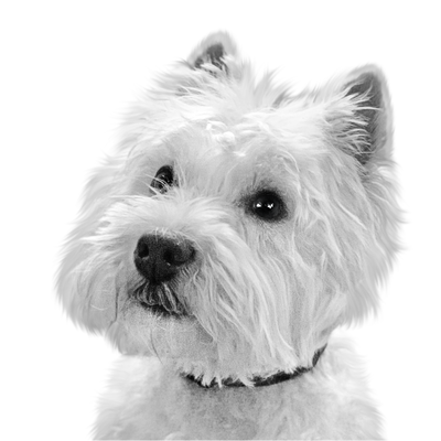 Custom Westie portrait