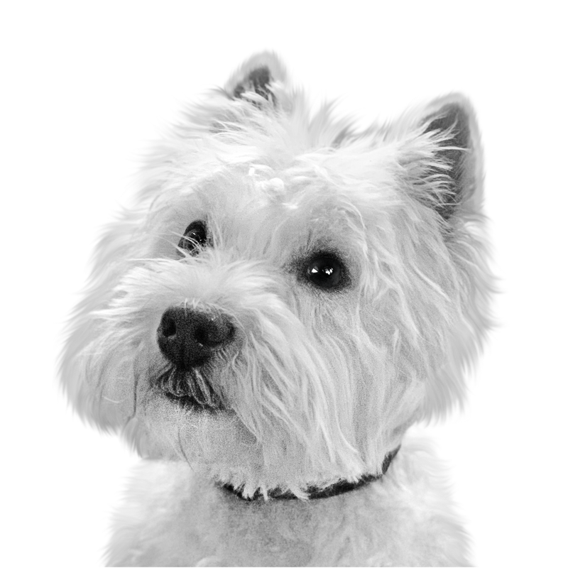 Custom Westie portrait from photo - West Highland White Terrier