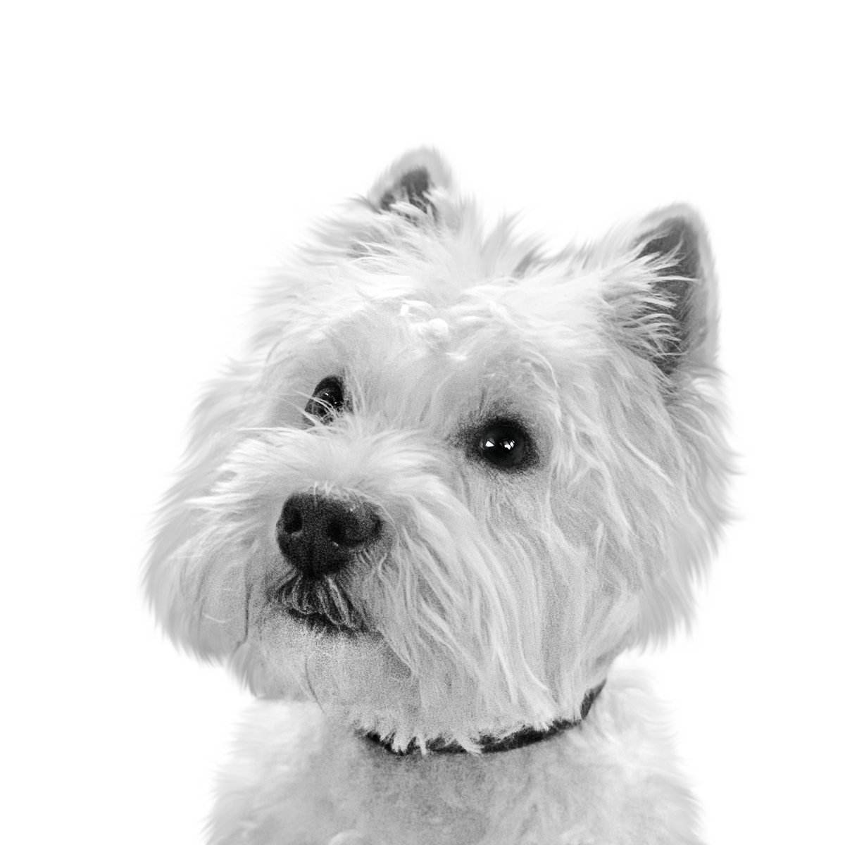 Custom Westie portrait from photo - West Highland White Terrier
