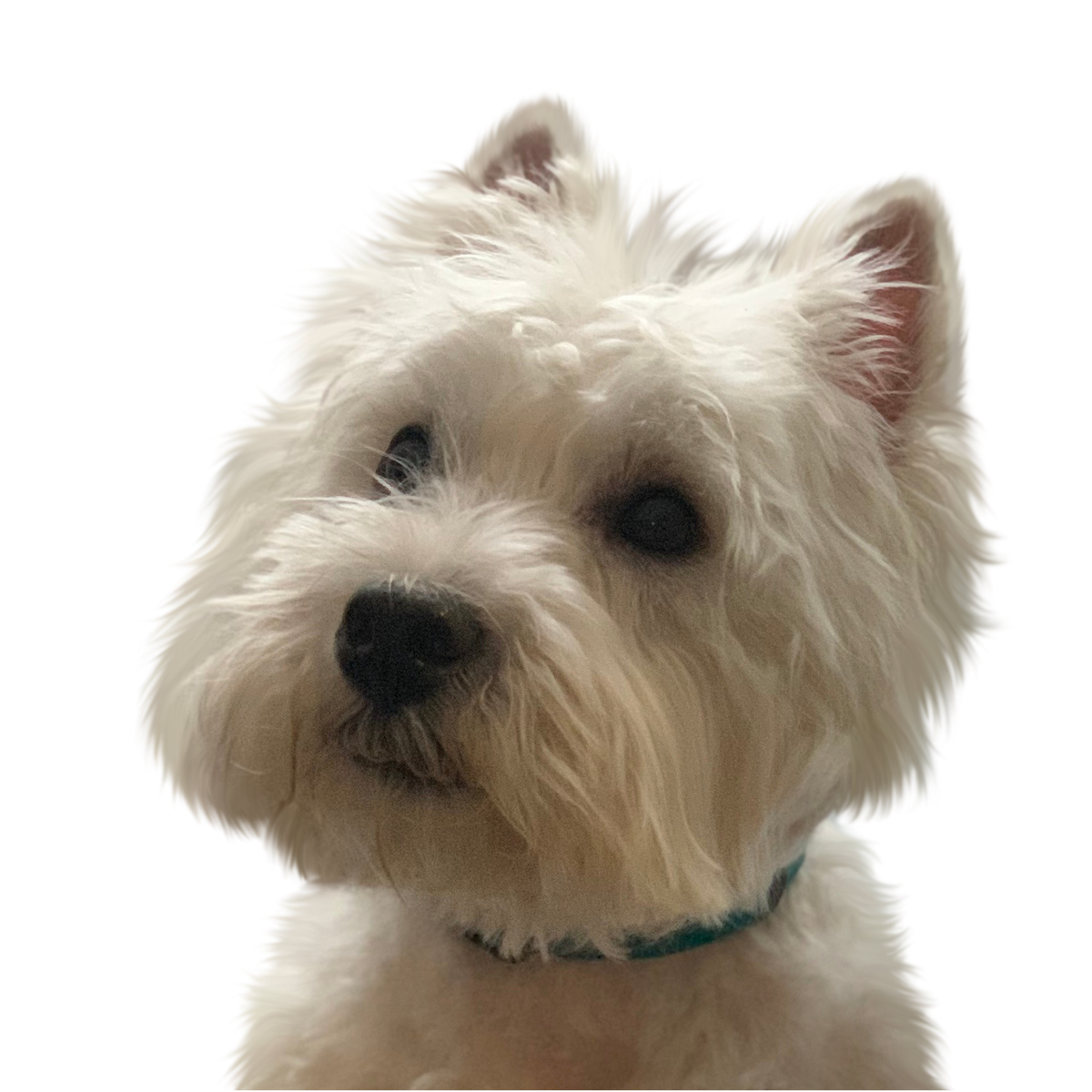 Westie portrait in Color